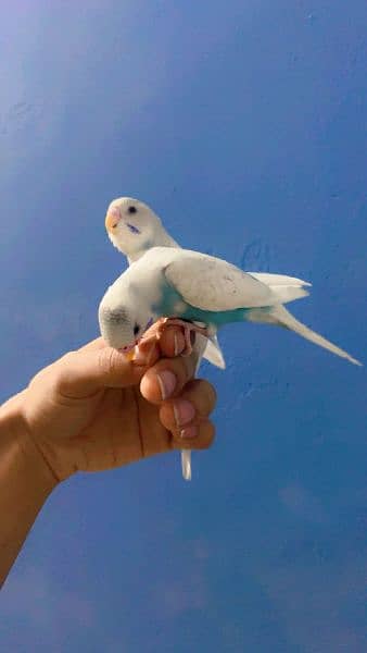 Fully hand tamed budgies 2