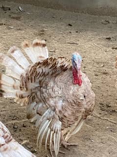 Turkey bird male for sale