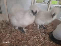 sell or exchange with female white silkie