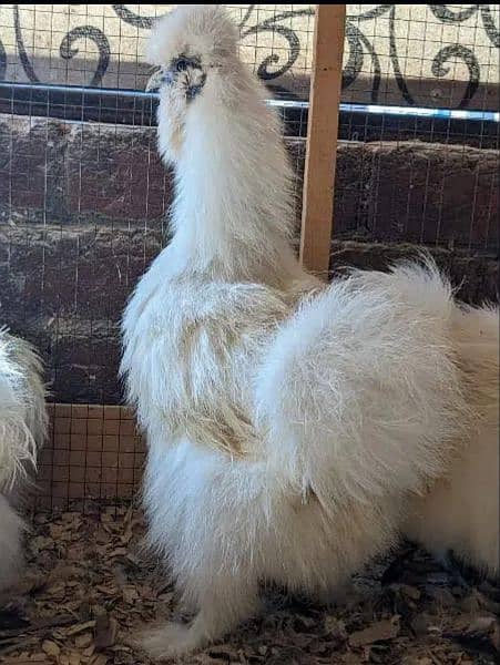 sell or exchange with female white silkie 1