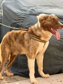 Afghan kuchii Male dog