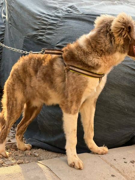 Afghan kuchii Male dog 1