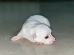 puppies of Russian dog pure white for sale 0.3. 0.0. 7.7. 9.1.1. 1. 2