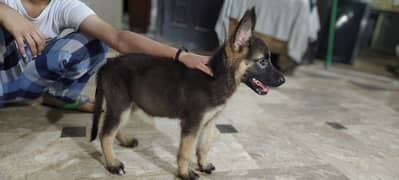 German shepherd puppy