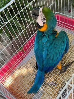 blue macaw parrot cheeks for sale 0349=68=26=931 0