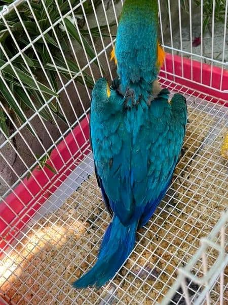 blue macaw parrot cheeks for sale 0349=68=26=931 1