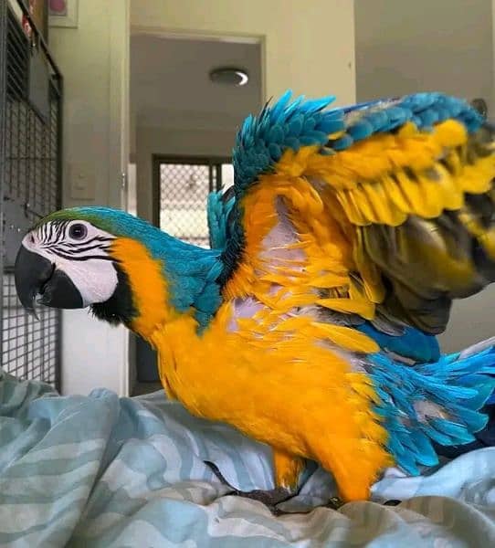 blue macaw parrot cheeks for sale 0349=68=26=931 2