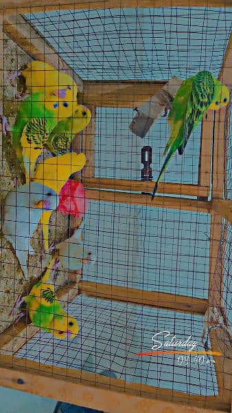 Australian budgies parrots 0