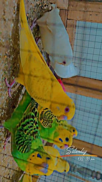 Australian budgies parrots 2