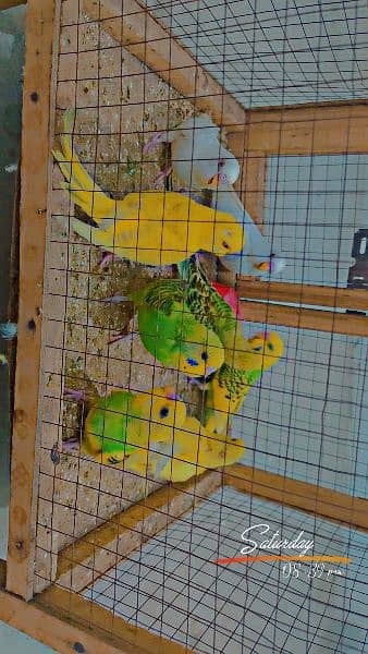 Australian budgies parrots 3