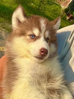 Extreme quality Siberian husky Long coat puppy