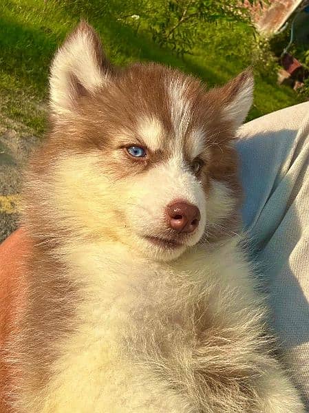 Extreme quality Siberian husky Long coat puppy 0