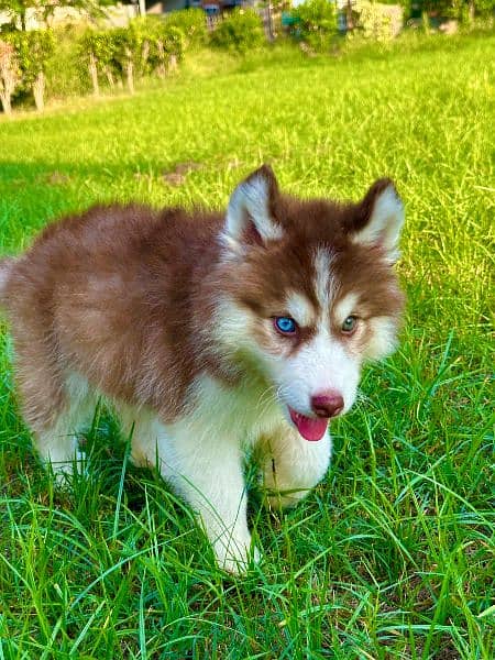 Extreme quality Siberian husky Long coat puppy 1