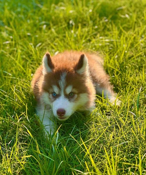 Extreme quality Siberian husky Long coat puppy 2