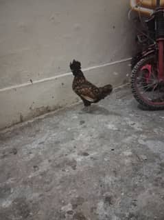 golden laced polish zero size female