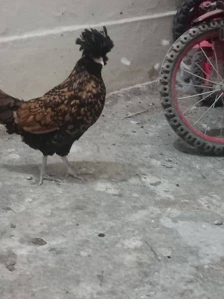 golden laced polish zero size female 1