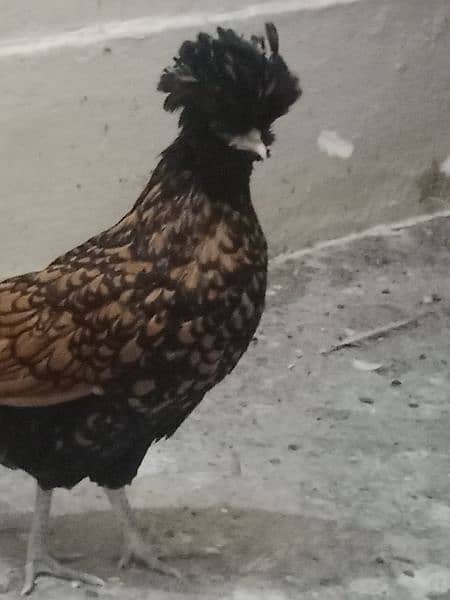 golden laced polish zero size female 2