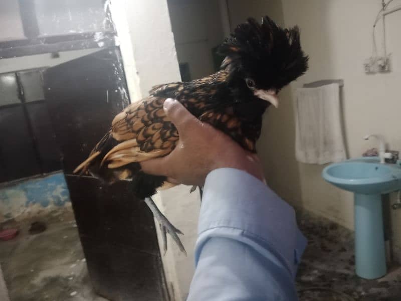 golden laced polish zero size female 4