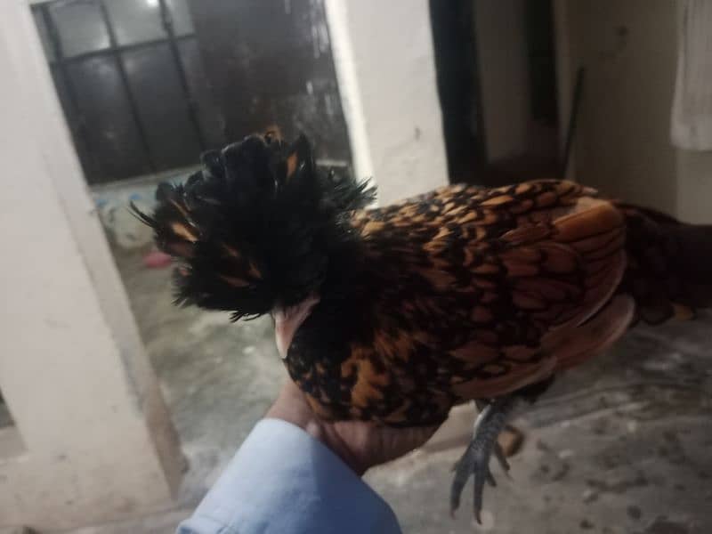 golden laced polish zero size female 5