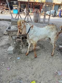 Makka Chini Andu Bakra