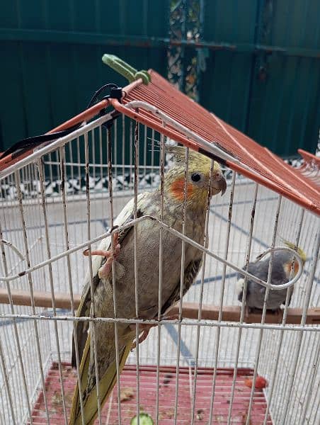 cocktail pair /parrots pair /birds 1