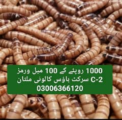 Alive Mealworms and Frass  03456366120   زندہ غذائی کیڑے اور فراس