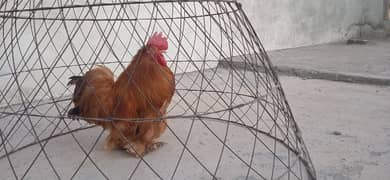 Bantam Male available fancy hen 0