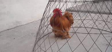 Bantam Male available fancy hen