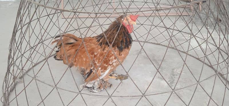 Bantam Male available fancy hen 2