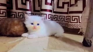 Persian Kittens blue eyes