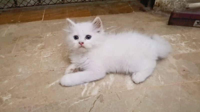 Persian Kittens blue eyes 1