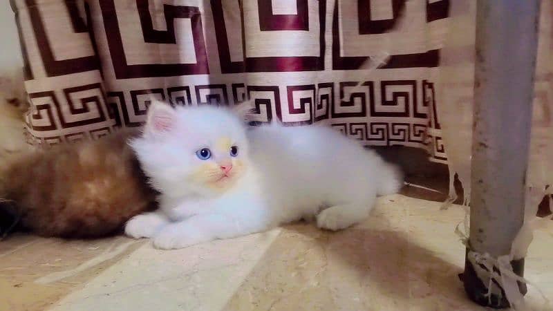 Persian Kittens blue eyes 2