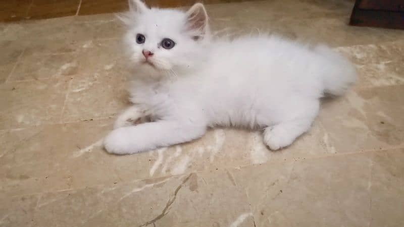 Persian Kittens blue eyes 5