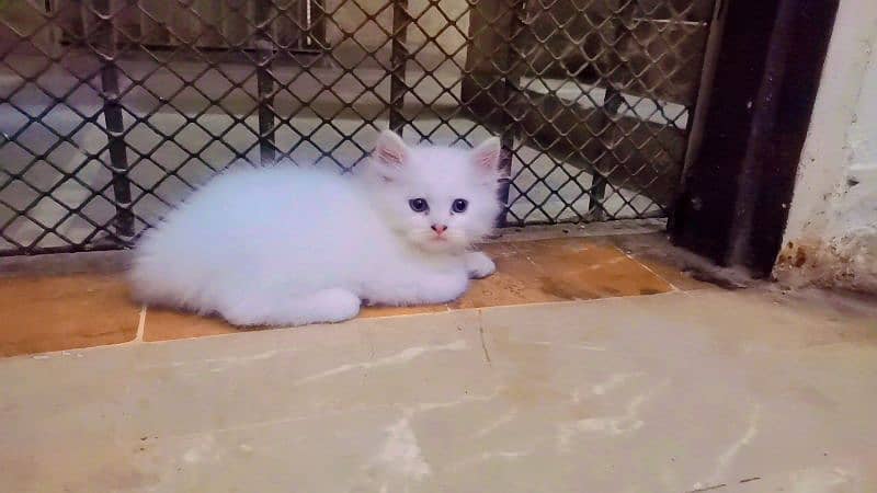 Persian Kittens blue eyes 6