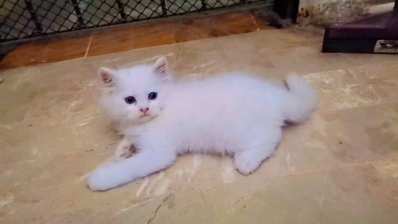 Persian Kittens blue eyes 7