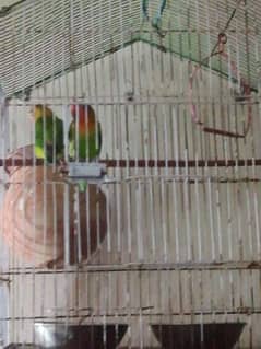 love bird are breeder pair yellow face  03237637337