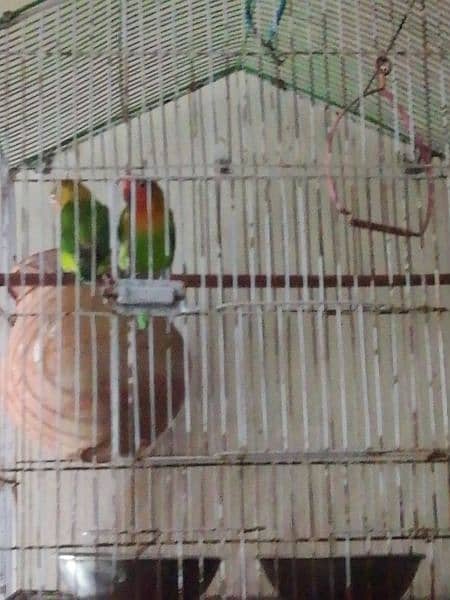 love bird are breeder pair yellow face  03237637337 0