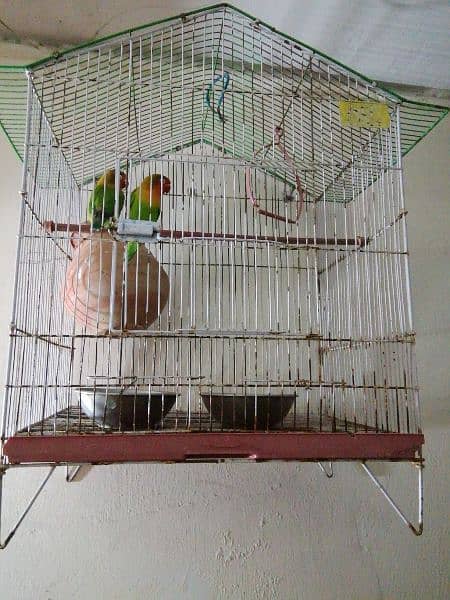 love bird are breeder pair yellow face  03237637337 1