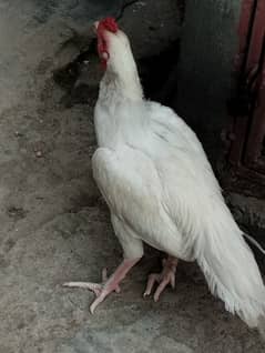 heera Aseel pair for sale 0