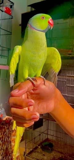 Two green ringneck male for sale 0