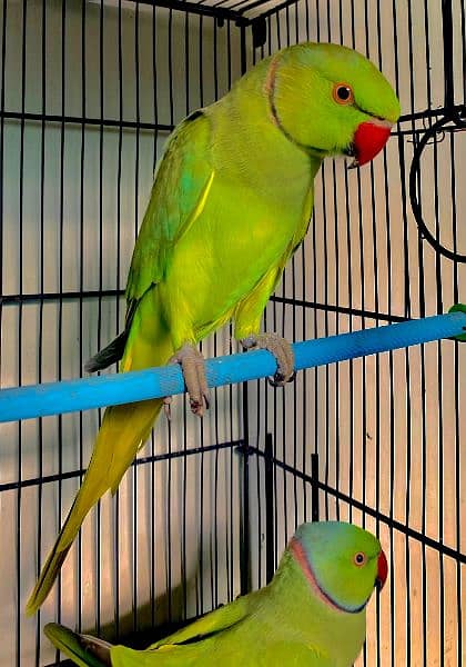 Two green ringneck male for sale 1