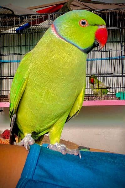 Two green ringneck male for sale 2