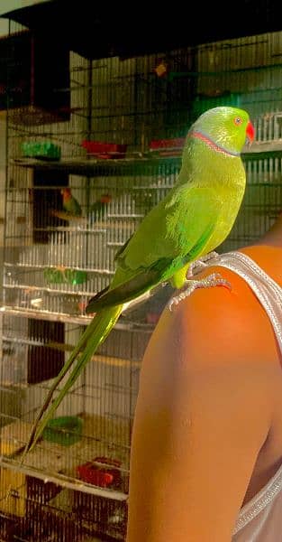 Two green ringneck male for sale 3