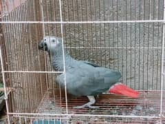 African grey young female beautiful and healthy