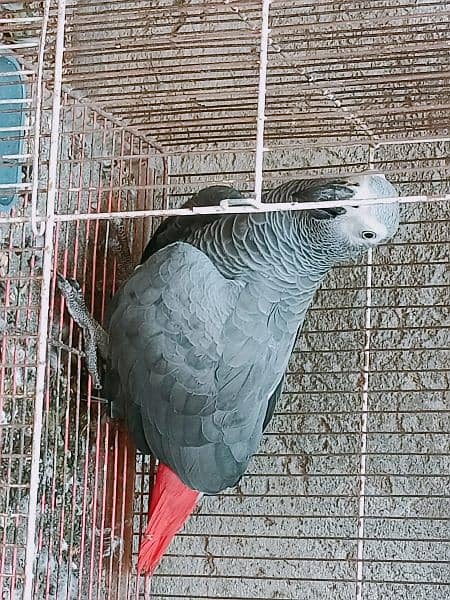 African grey young female beautiful and healthy 1