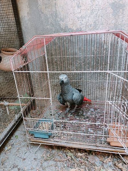 African grey young female beautiful and healthy 2