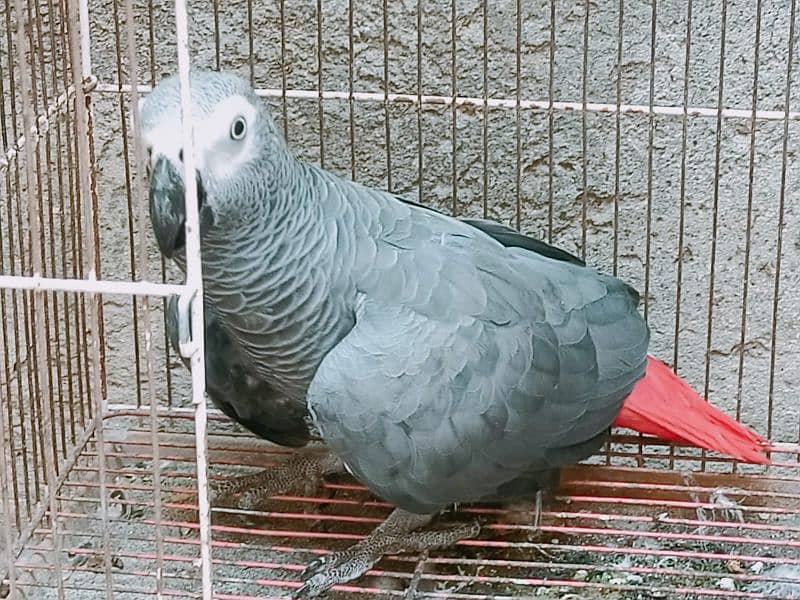 African grey young female beautiful and healthy 3