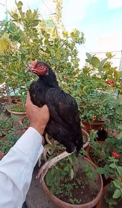 Strong Aseel female | Ready for eggs