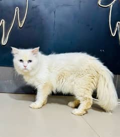 Persian Blue Eyes Male For Stud / Mating Service