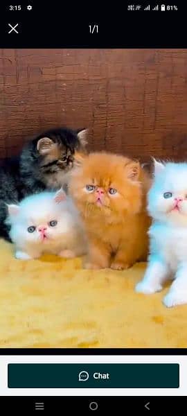 cat for sale wax in clear membership my WhatsApp 0322=600=88=12 2